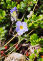 Polemonium pulcherrimum